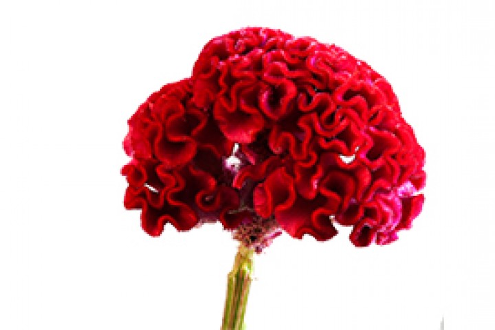 Red color fresh cockscomb isolated on white background